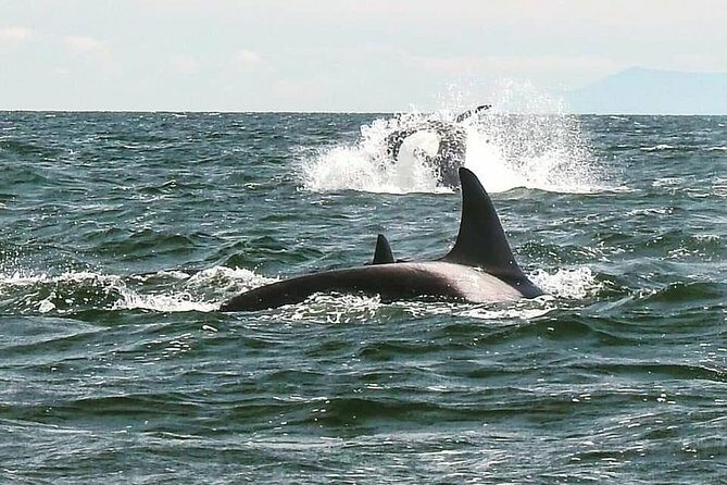 Whale Watching Adventure Vancouver - Final Thoughts: Is It Worth It?