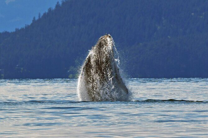 Whale Watching Adventure Vancouver - FAQ