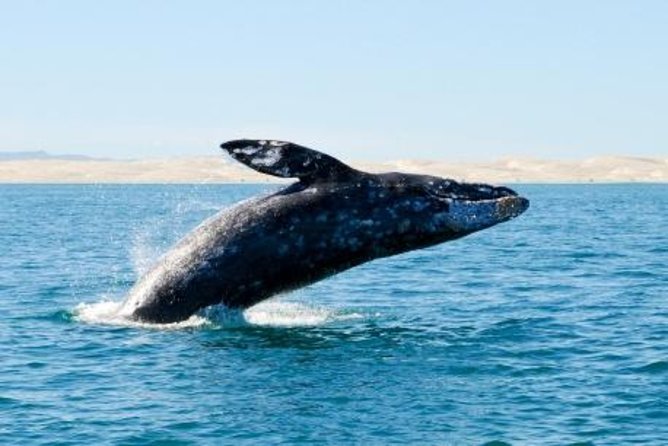 Whale Watching Adventure With Pick up From Los Cabos Hotels - Tour Season and Capacity