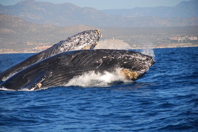 Whale Watching Adventure With Pick up From Los Cabos Hotels - Transportation and Inclusions