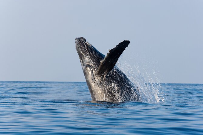 Whale Watching Adventure With Pick up From Los Cabos Hotels - Meal and Beverage Offerings