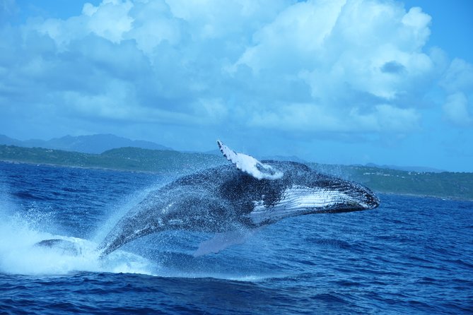 Whale Watching and Bacardi Island Day Trip From Punta Cana - Highlights of the Whale Watching
