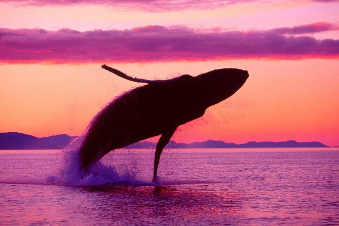 Whale Watching and Bacardi Island Day Trip From Punta Cana - Included Amenities and Services