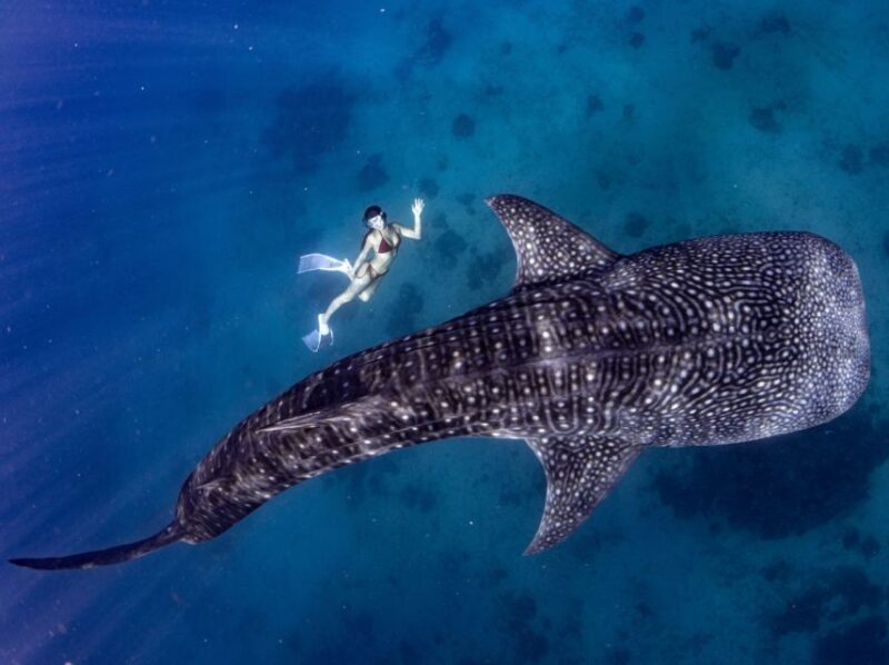 Whale Watching and Canyoneering Kawasan: Korean Guide - Key Points