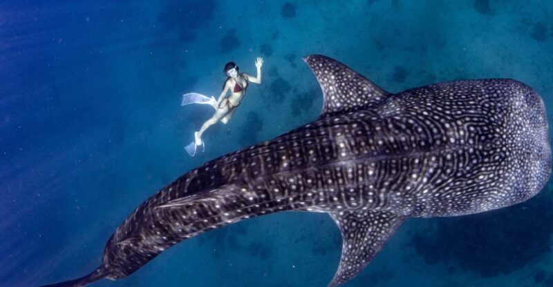 Whale Watching and Canyoneering Kawasan: Korean Guide - Pricing and Booking