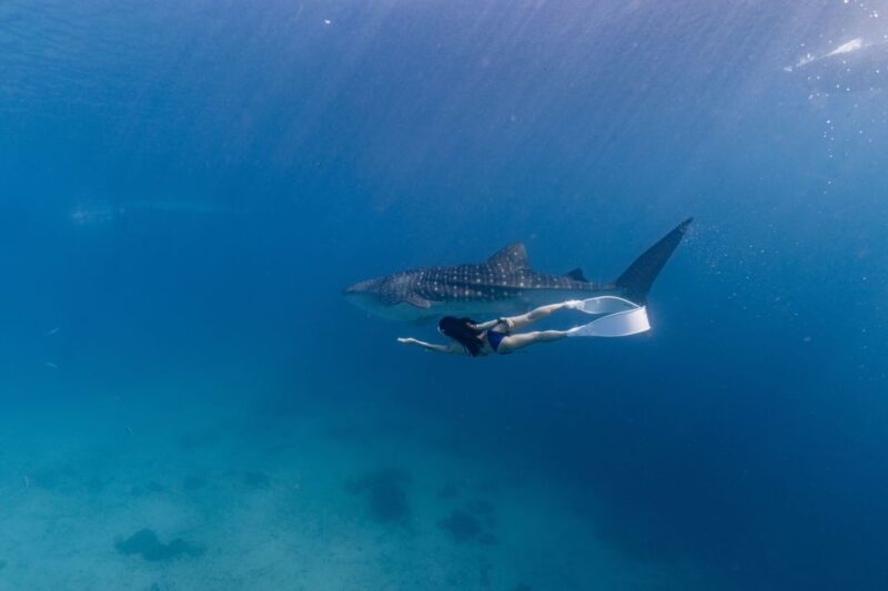 Whale Watching and Canyoneering Kawasan: Korean Guide - Tour Options