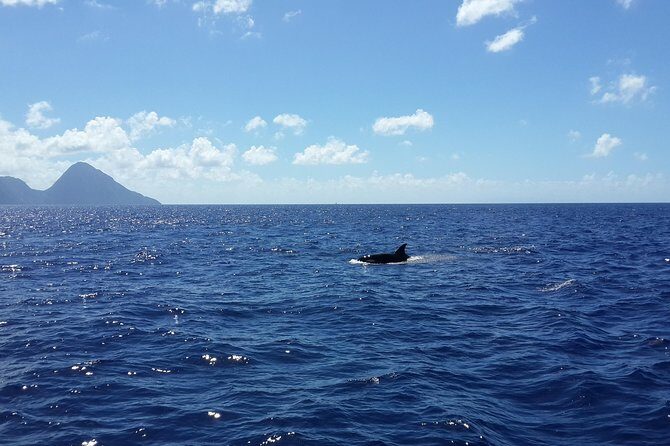 Whale Watching and Dolphin Spotting Cruise - What to Expect on the Tour