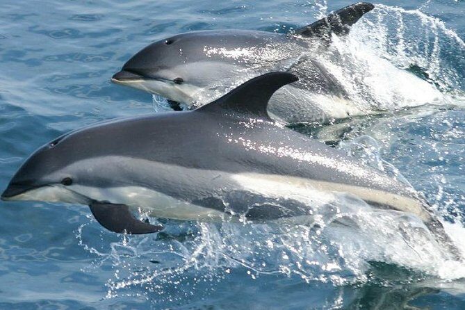 Whale Watching and Dolphin Spotting Cruise - The Sum Up