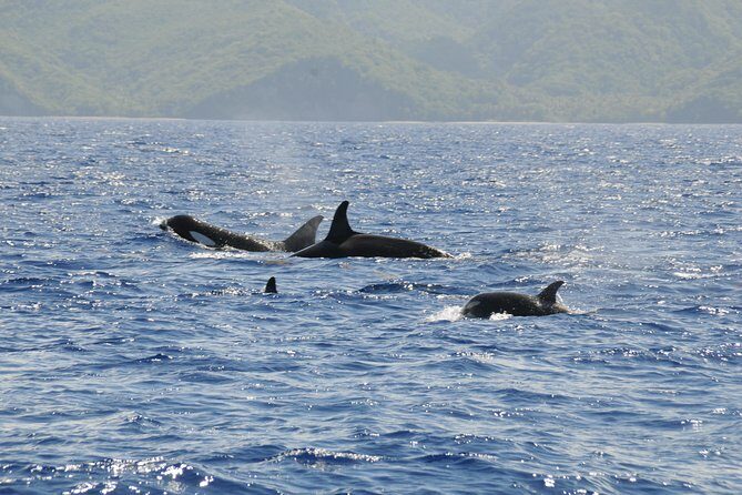 Whale Watching and Dolphin Spotting Cruise - FAQ