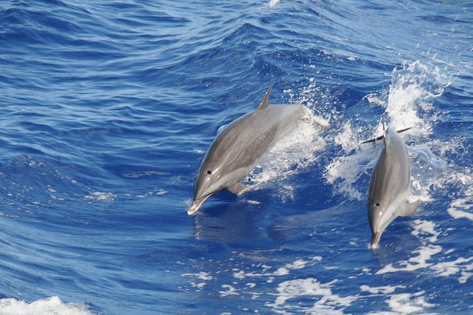 Whale Watching and Dolphin Spotting Cruise - Tour Inclusions and Details