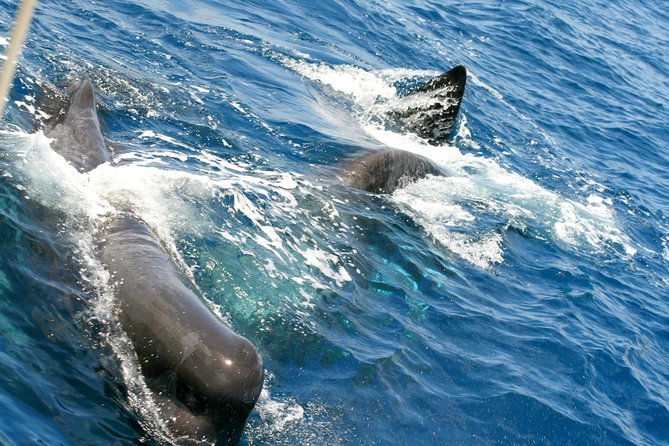 Whale Watching and Dolphin Spotting Cruise - Booking and Pricing Information