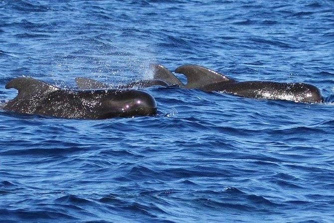 Whale Watching and Dolphin Spotting Cruise - Highlights of the Cruise