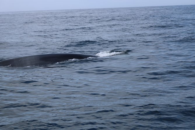 Whale Watching and Jeep Tour - Customer Feedback and Recommendations