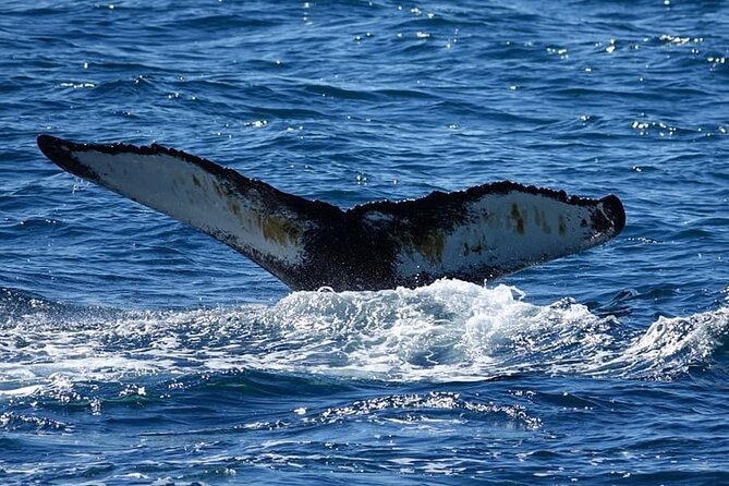 Whale Watching and Marine Life Tour in Reykjavik - Panoramic Views of Reykjavik