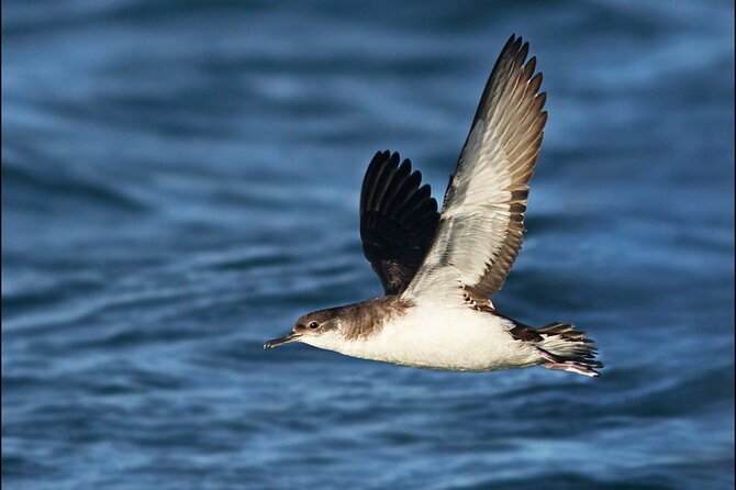 Whale Watching and Marine Life Tour in Reykjavik - Tour Inclusions and Amenities