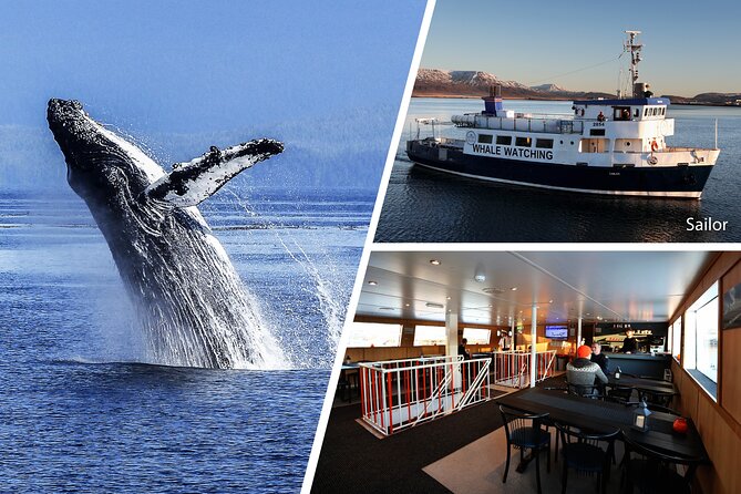 Whale Watching and Marine Life Tour in Reykjavik - Accessibility and Transportation