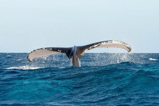 Whale Watching and Montana Redonda - Whale Watching Experience