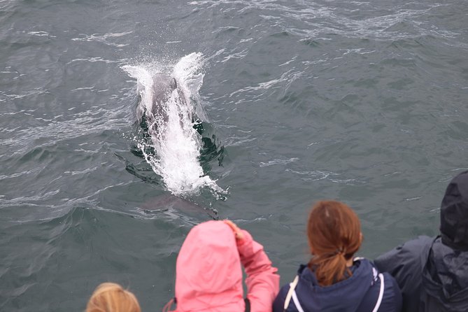 Whale Watching and Northern Lights Half-Day Combo Tour - Tour Features
