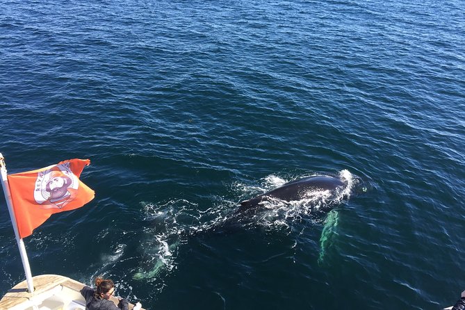 Whale Watching and Northern Lights Half-Day Combo Tour - Meeting and Accessibility