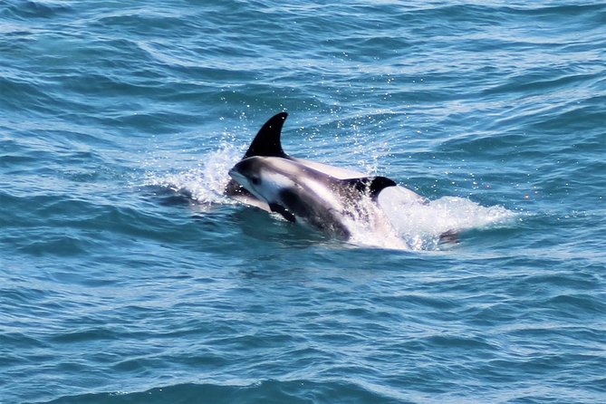 Whale Watching and Northern Lights Half-Day Combo Tour - Whale Watching Experience