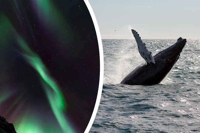Whale Watching and Northern Lights Half-Day Combo Tour - Northern Lights Spotting