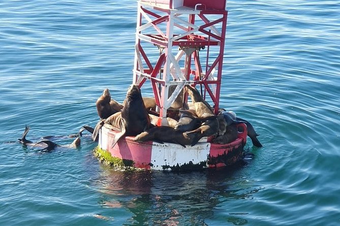 Whale-Watching and Orange County Beaches Tour From Anaheim - Whale-Watching Excursion