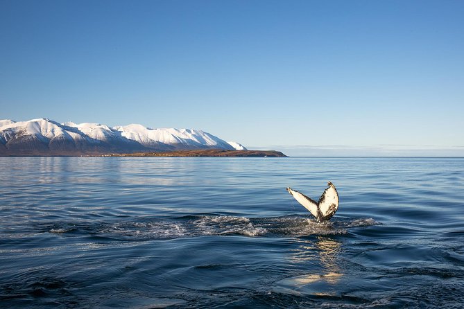 Whale Watching and Sea Angling Tour - Responsible Whale Watching Experience