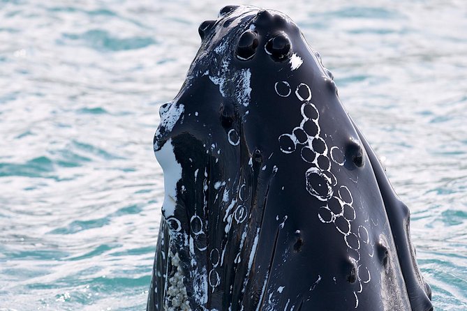 Whale Watching and Sea Angling Tour - Eco-Friendly Company Commitment