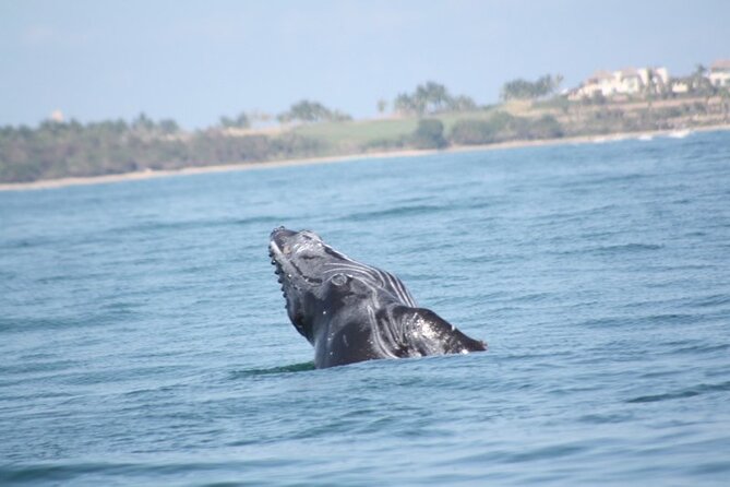 Whale Watching and Snorkeling in Marietas Islands National Park - Marietas Islands National Park