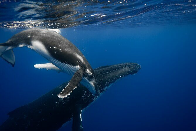 Whale watching and snorkelling in Moorea - Key Points