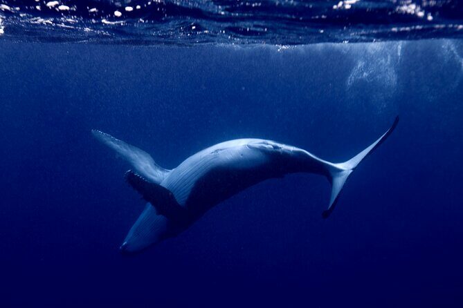 Whale watching and snorkelling in Moorea - The Guides and Their Passion