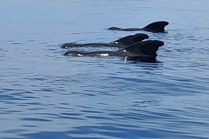 Whale watching and snorkelling in Moorea - Practical Details: What You Need to Know