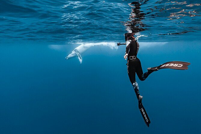 Whale watching and snorkelling in Moorea - Highlighted Experiences from Reviews