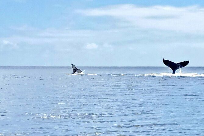 Whale watching and snorkelling in Moorea - FAQ