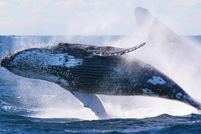 Whale Watching and Sunrise Breakfast Cruise in Honolulu - Cancellation and Confirmation