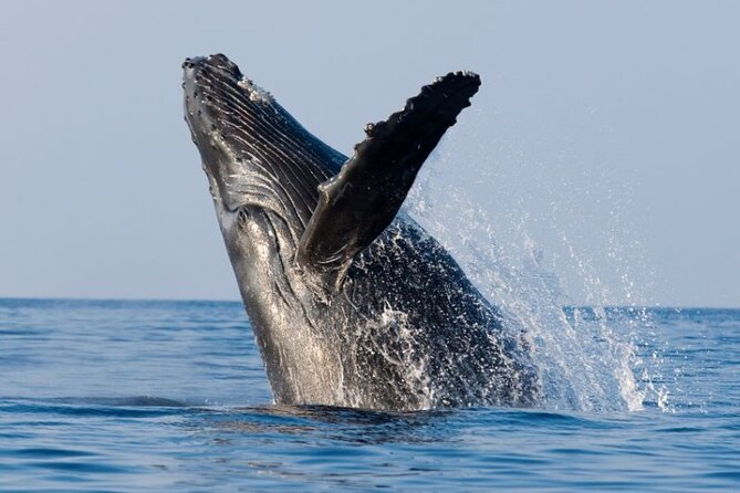 Whale Watching and Sunrise Breakfast Cruise in Honolulu - Getting to the Vessel