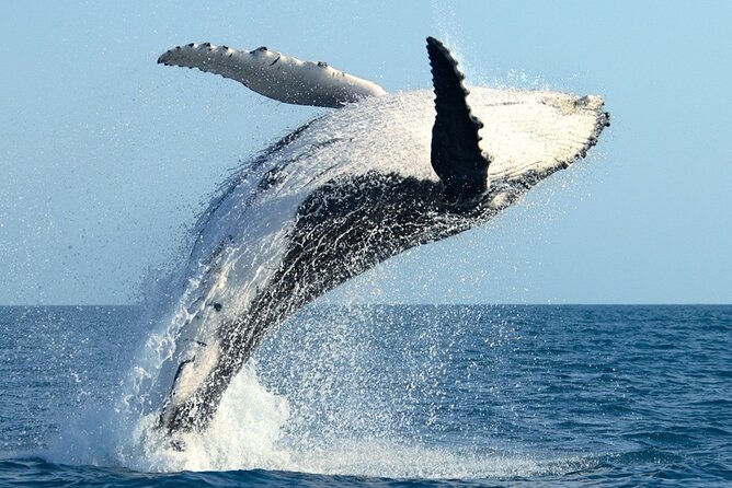 Whale Watching and Sunrise Breakfast Cruise in Honolulu - Inclusions and Amenities
