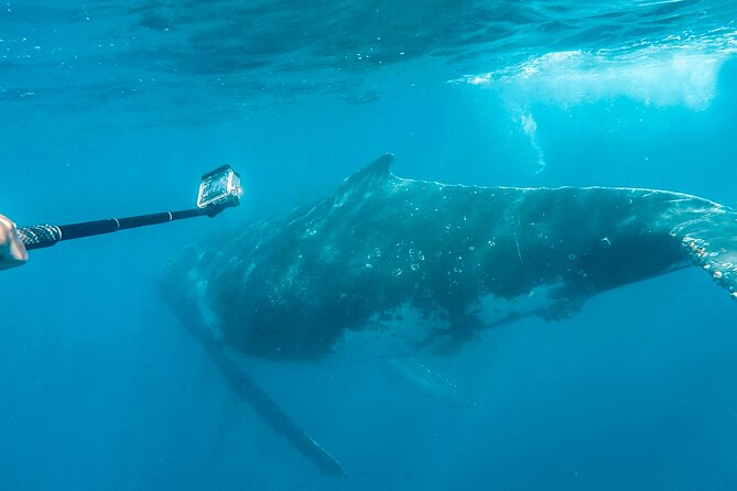 Whale Watching and Swim With Whales Cruise From Mooloolaba - Gear and Equipment