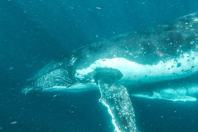 Whale Watching and Swim With Whales Cruise From Mooloolaba - Physical Fitness Requirements