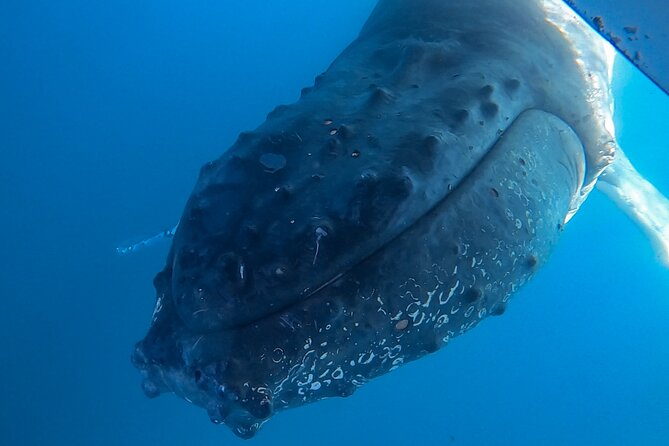 Whale Watching and Swim With Whales Cruise From Mooloolaba - Child Participation Guidelines