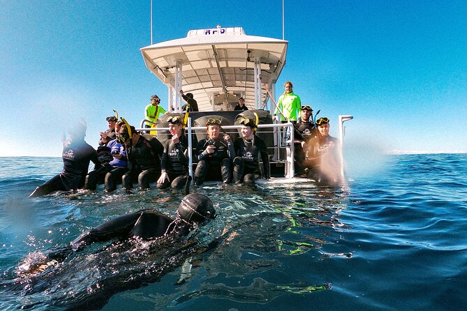 Whale Watching and Swim With Whales Cruise From Mooloolaba - Customer Ratings and Feedback