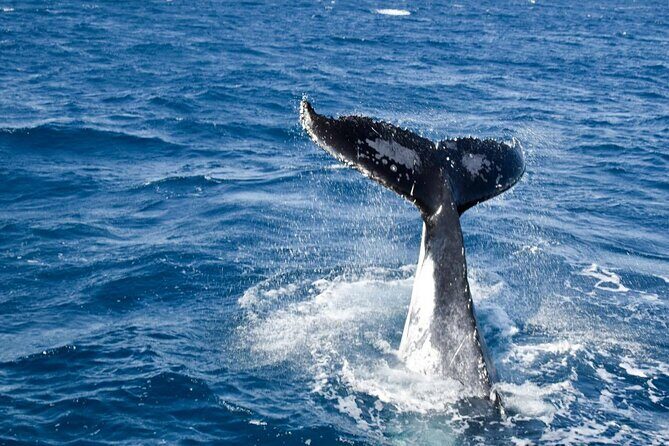 Whale Watching and Wildlife Cruise Townsville and Magnetic Island - Exploring the Itinerary