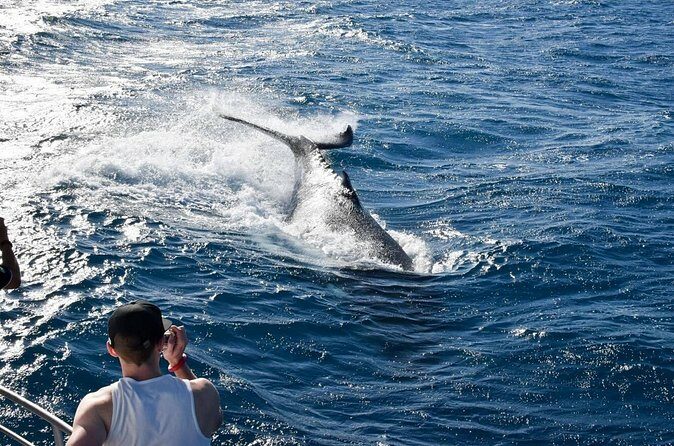 Whale Watching and Wildlife Cruise Townsville and Magnetic Island - Final Thoughts: Is It Worth It?