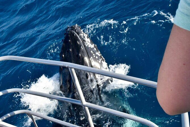 Whale Watching and Wildlife Cruise Townsville and Magnetic Island - FAQ