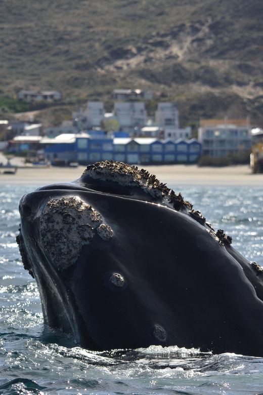 Whale Watching Boat - Key Points