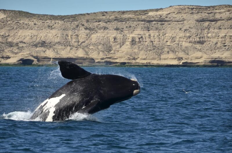 Whale Watching Boat - Pricing and Booking