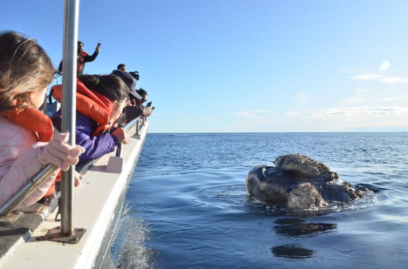 Whale Watching Boat - Season and Duration