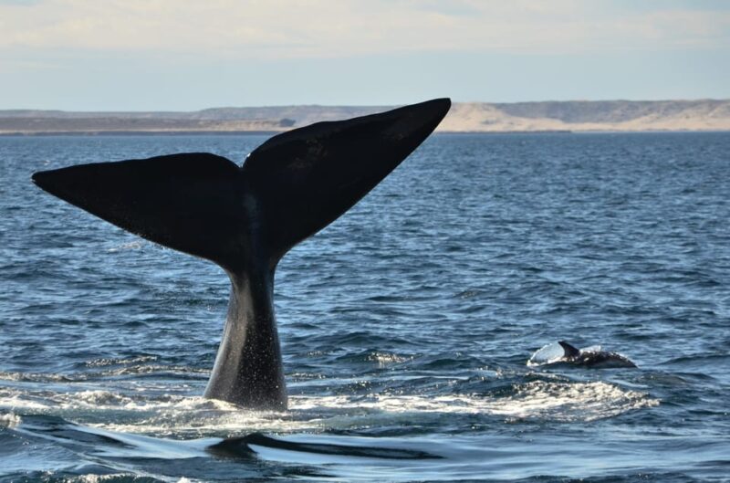 Whale Watching Boat - Tour Guide Availability