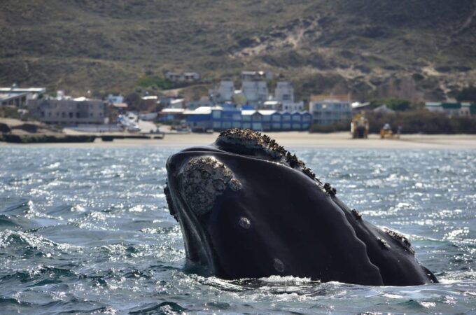 Whale Watching Boat - Cancellation Policy