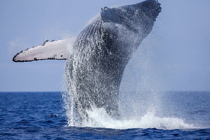 Whale Watching Boat Tour From Galle - Good To Know